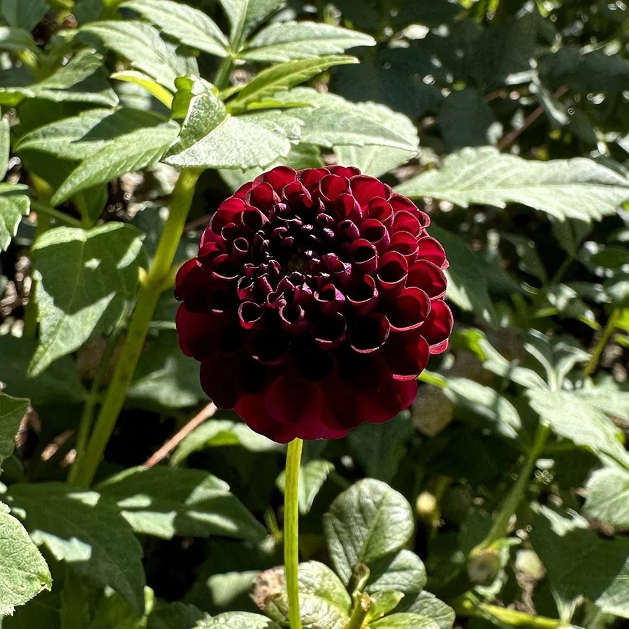 Crossfield Ebony — Petal Creek Farm
